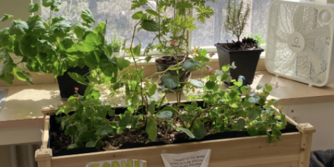 Gardening at BCS